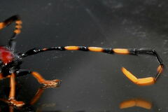 Trachyderes elegans