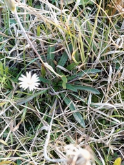 Chaptalia piloselloides