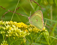 Colias interior image