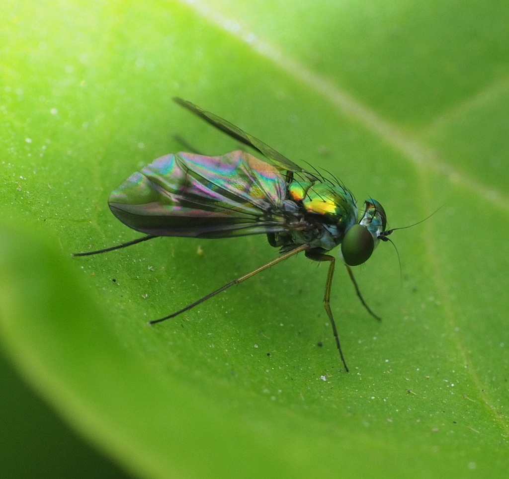 Condylostylus latipennis