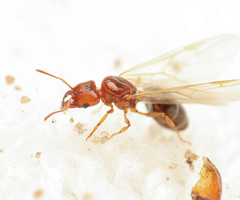 Pheidole crassicornis