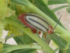 Disonycha alternata
