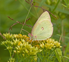 Colias interior image