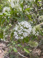 Pavetta hongkongensis