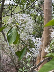 Pavetta hongkongensis