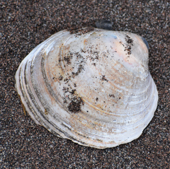 Serripes groenlandicus