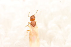 Pheidole furtiva