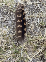 Antrostomus carolinensis