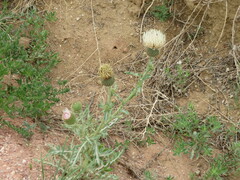 Cirsium canescens