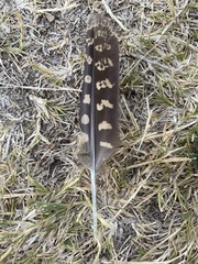 Antrostomus carolinensis