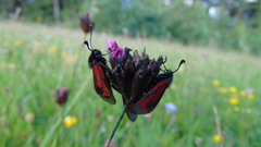 Zygaena purpuralis
