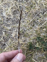 Antrostomus carolinensis