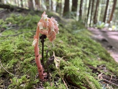 Monotropa