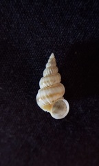 Epitonium robillardi