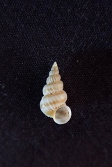 Epitonium robillardi