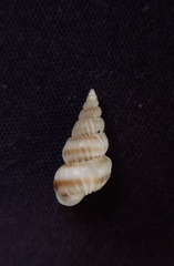 Epitonium robillardi