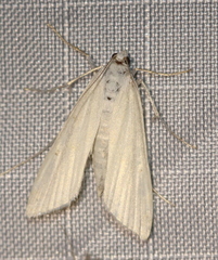 Schoenobiinae