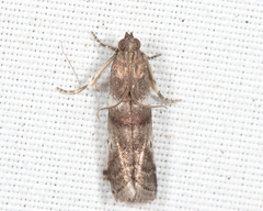 Acrobasis vaccinii