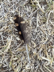 Antrostomus carolinensis