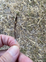 Antrostomus carolinensis