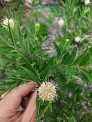 Cephalanthus salicifolius