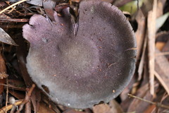 Cortinarius kioloensis
