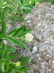 Cephalanthus salicifolius
