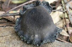 Cortinarius kioloensis