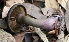 Cortinarius kioloensis