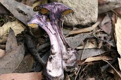 Cortinarius kioloensis