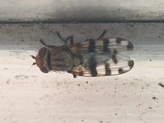Ceroxys