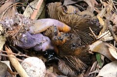 Cortinarius kioloensis