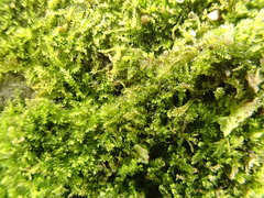 Isopaches bicrenatus