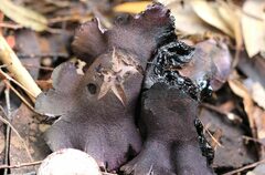 Cortinarius kioloensis