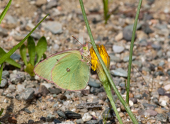 Colias interior image