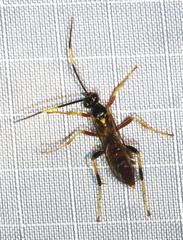 Polytribax contiguus