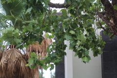 Platanaceae