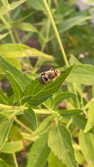Anthophora californica