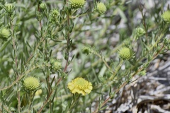 Holocarpha macradenia