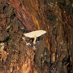 Clitocybe semiocculta