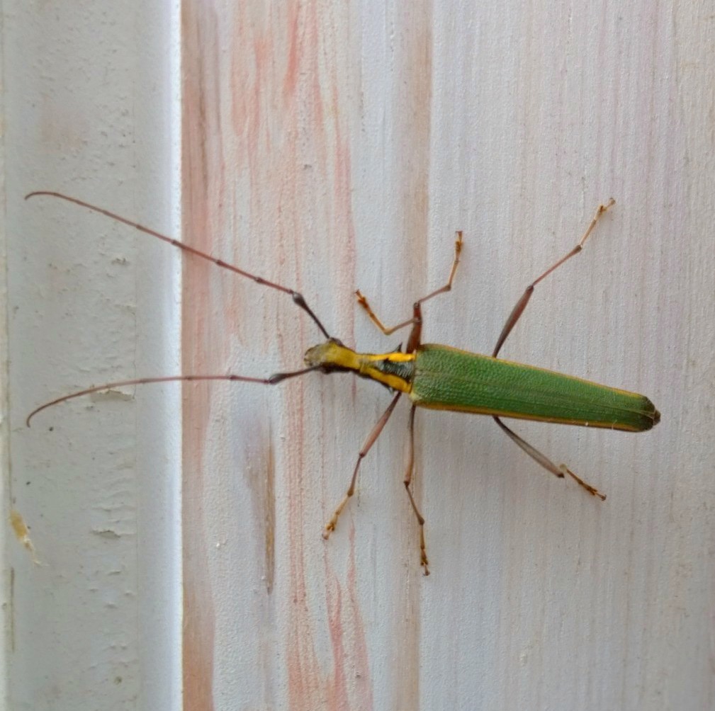 Pseudocalliprason