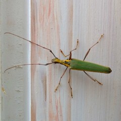 Pseudocalliprason marginatum