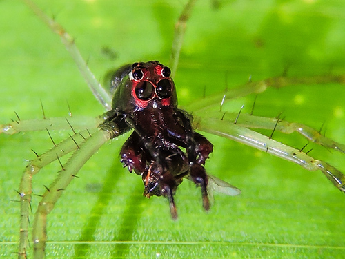 Lyssomanes temperatus