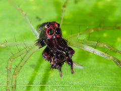 Lyssomanes temperatus