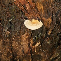 Clitocybe semiocculta