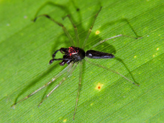 Lyssomanes temperatus