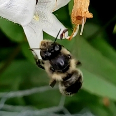 Anthophora terminalis