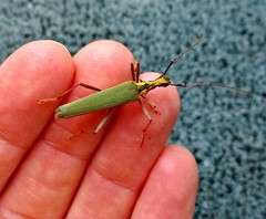 Pseudocalliprason marginatum