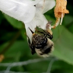 Anthophora terminalis