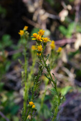 Senecio microphyllus